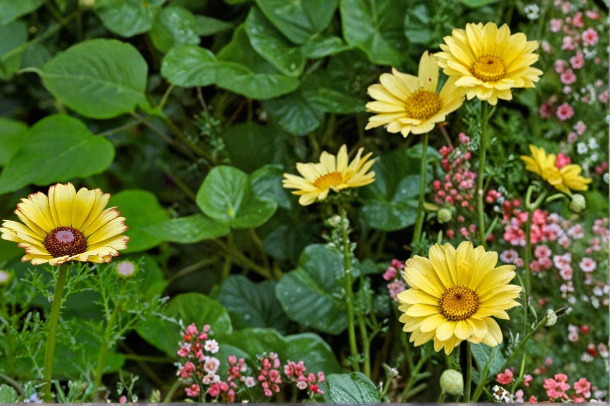 Painted Daisy Seeds, Glebionis carinata, Colorful Multi-Toned Annual Flower for Borders & Wildflower Gardens