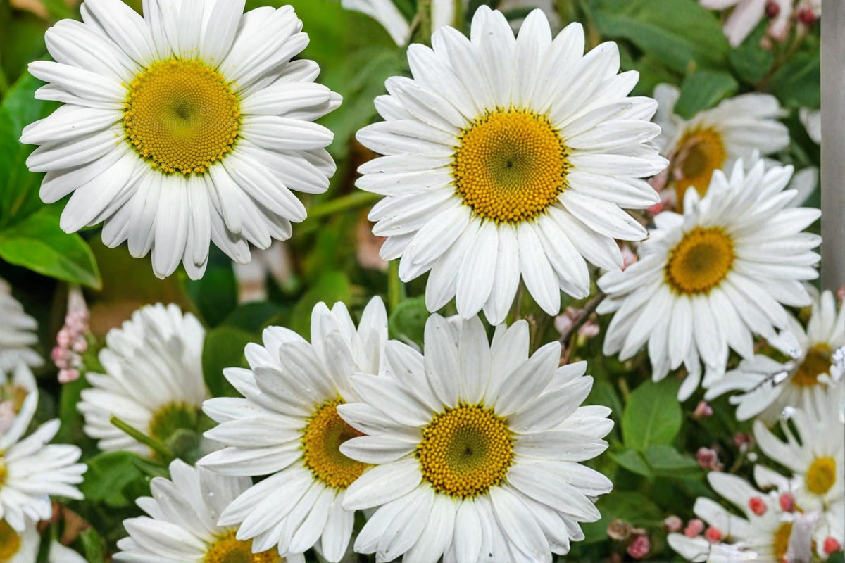 Oxeye Daisy Seeds – Leucanthemum vulgare Wildflower Perennial for Meadow Gardens, 100 Seeds