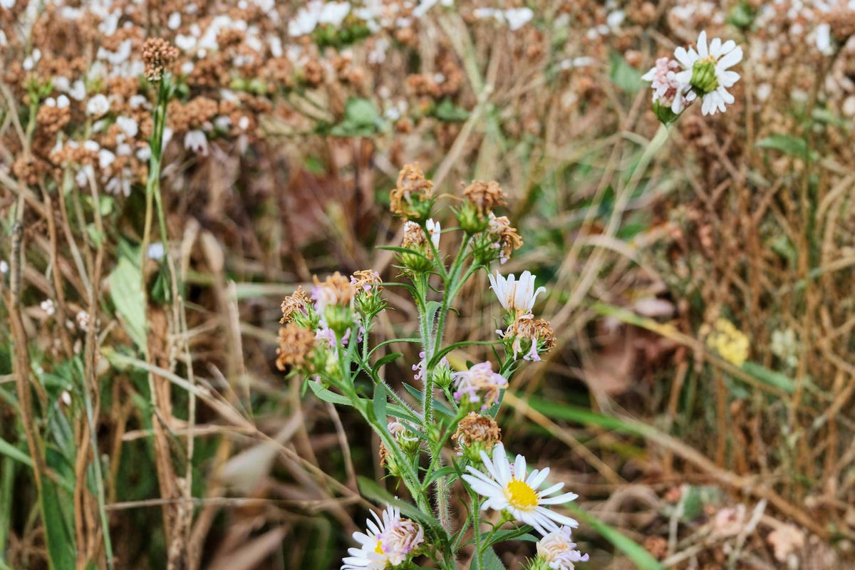 Heath Aster Seeds 100 Count – Symphyotrichum pilosum Wildflower Perennial for Meadow, Border & Naturalized Gardens