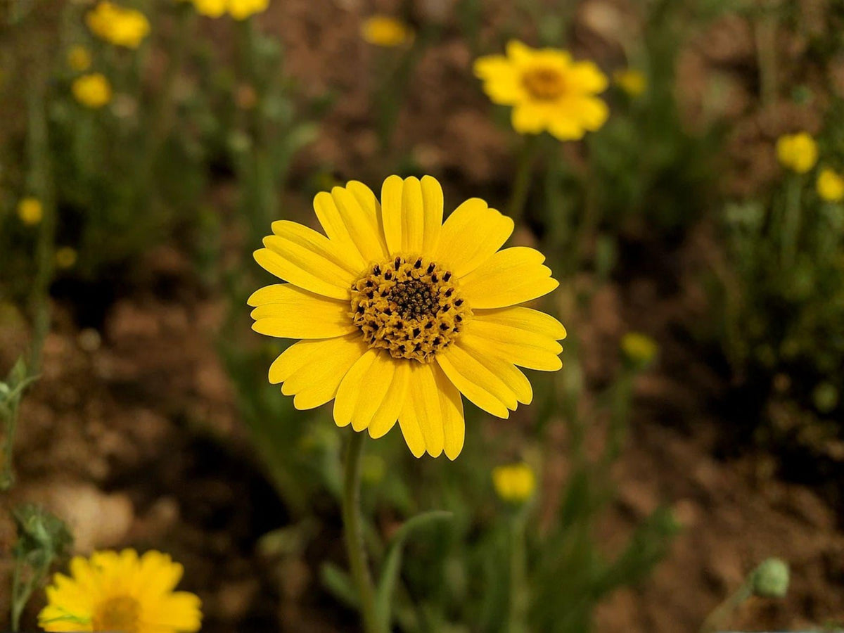 Yellowray Goldfields Wildflower Seeds – Heirloom Non-GMO Lasthenia glabrata for Native Garden & Wildflower Planting