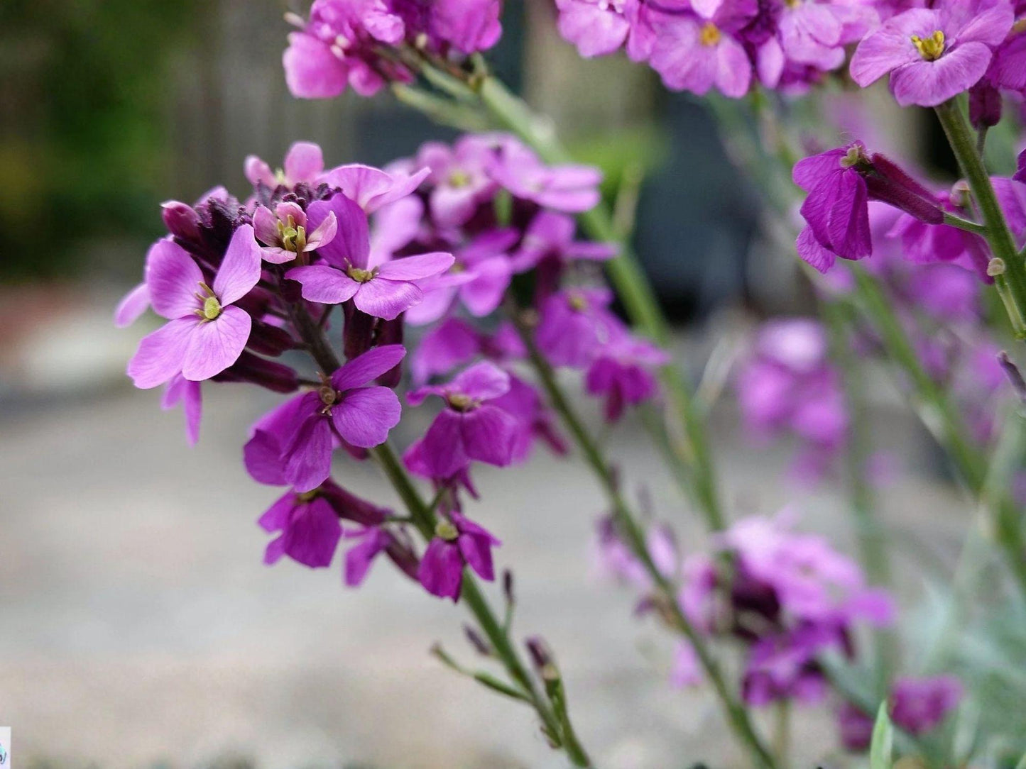 Evening Scented Stock Seeds, Heirloom Fragrant Flower, Non-GMO Garden Planting, Matthiola longipetala
