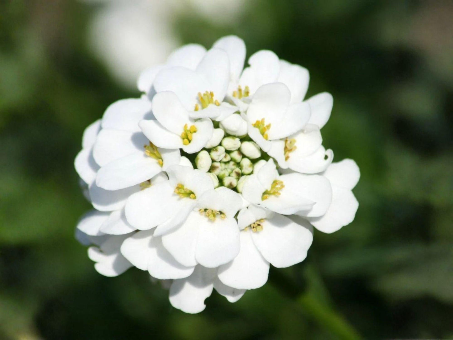 Iberis Amara Seeds - Empress Rocket Candytuft Heirloom Flower, Non-GMO, Compact Border Plant, Fragrant Garden Seed
