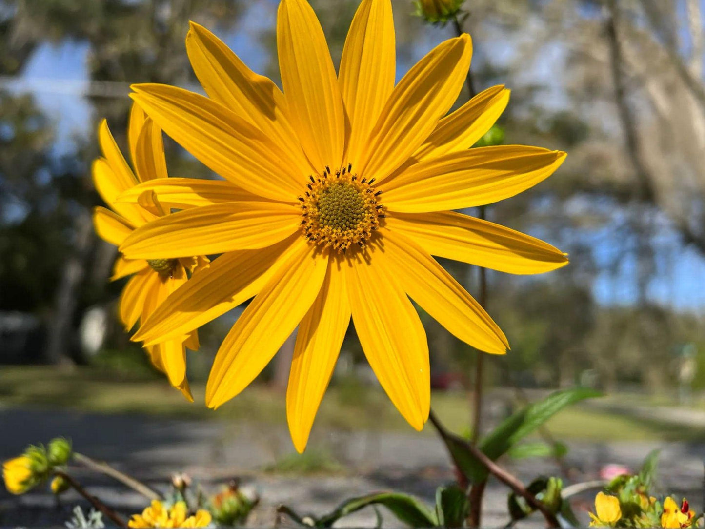 Swamp Sunflower Seeds, Tall Native Heirloom Flower, Helianthus angustifolius, Non-GMO Garden Planting