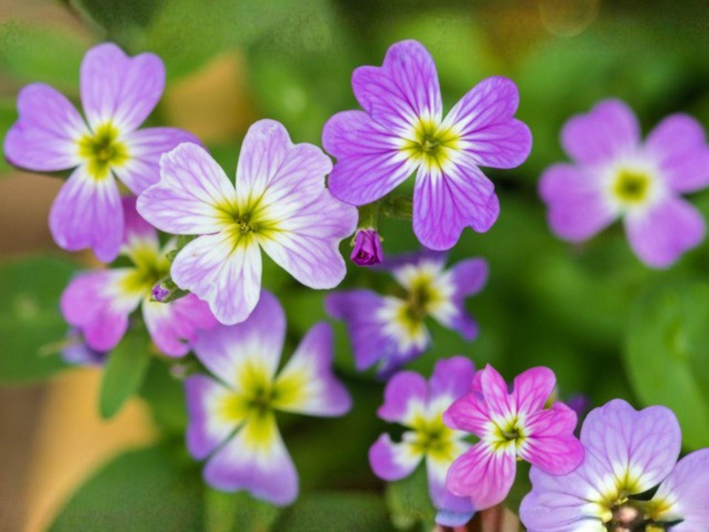 Virginia Stock Seeds - Heirloom Fragrant Annual Flower - Malcolmia maritima Non-GMO Garden Seeds
