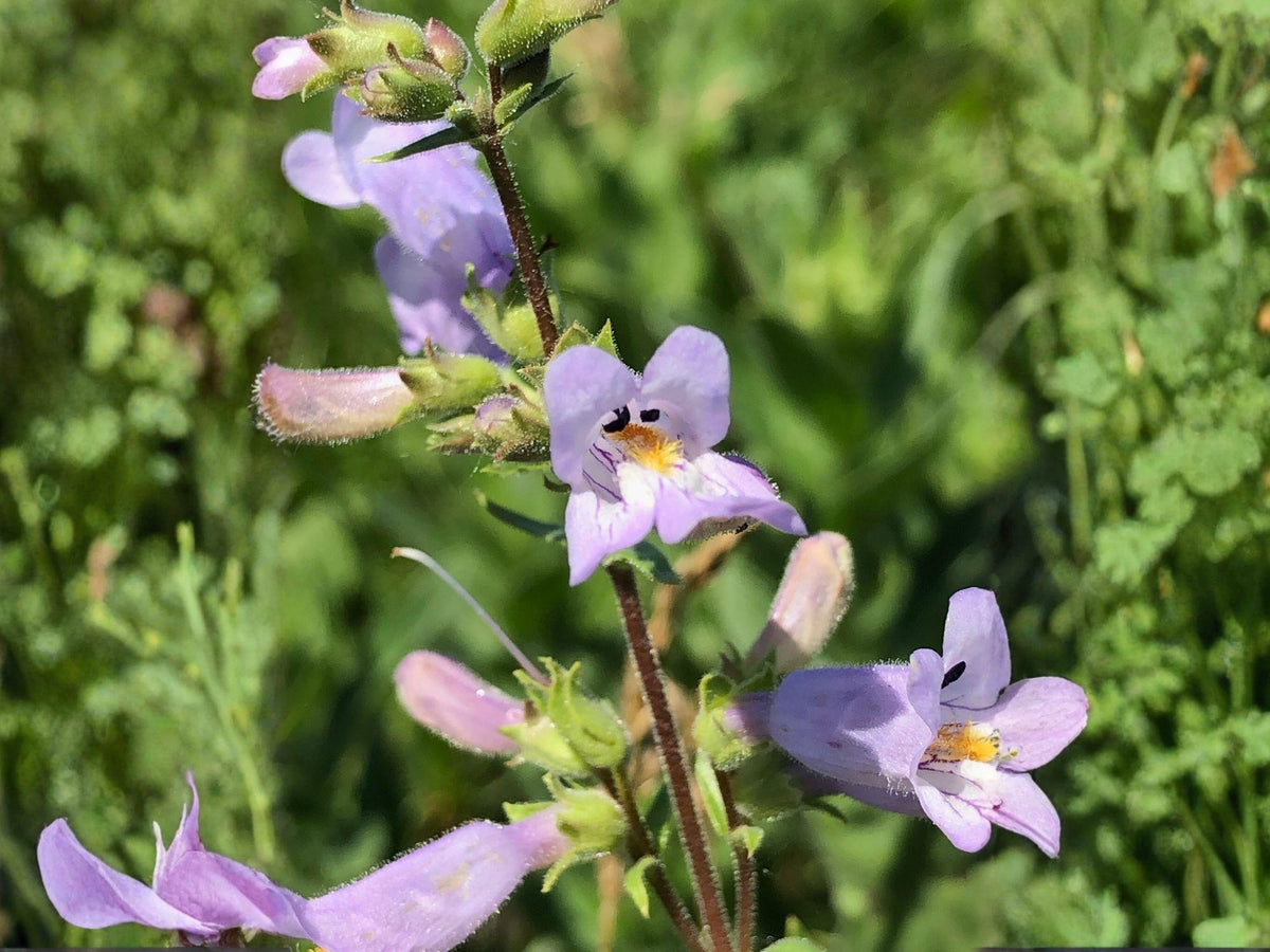 Penstemon gracilis Seeds – Slender Beardtongue Native Wildflower, Heirloom, Non-GMO, Pollinator-Friendly, Perennial Garden Seeds