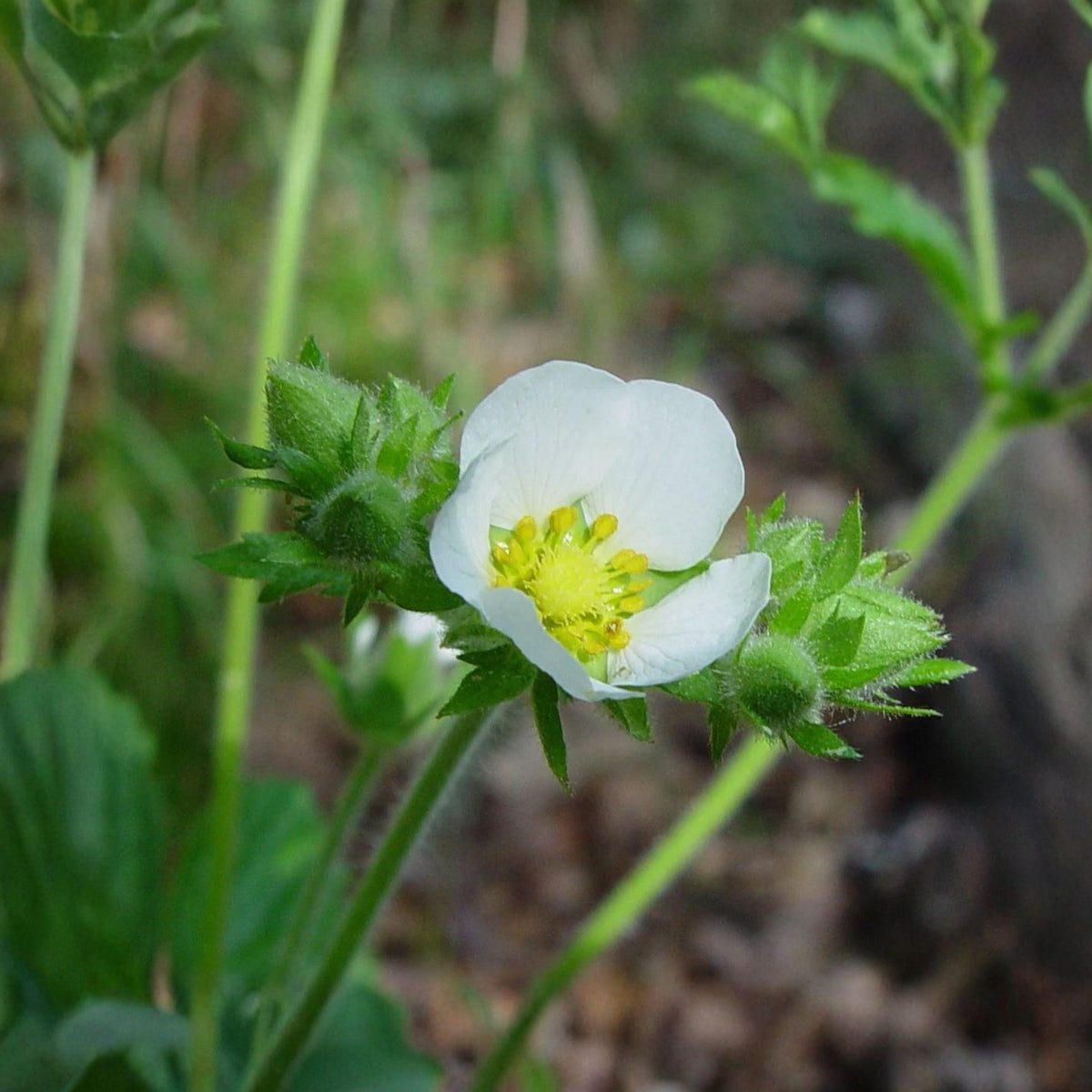 Prairie Cinquefoil Seeds, Native White Wildflower, Dry Soil, Perennial, Drymocallis arguta, 100 Seeds