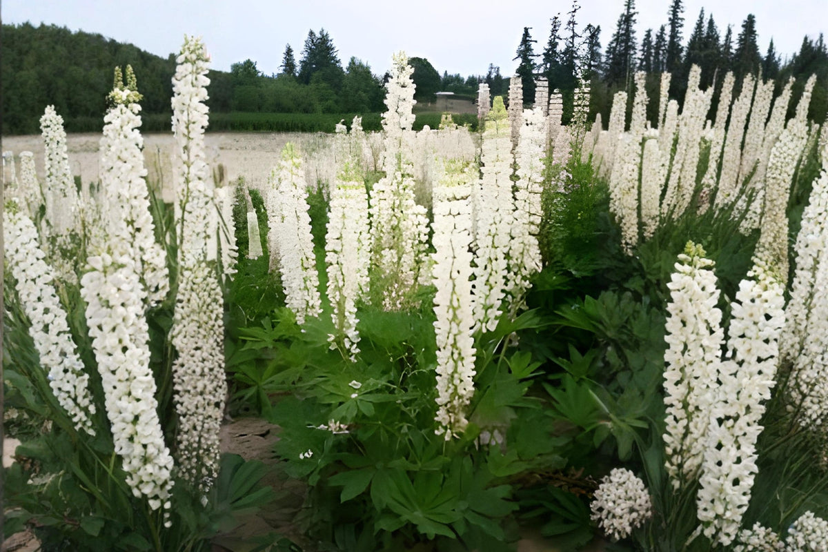 White Lupine Seeds 20 Pack | Lupinus polyphyllus | Perennial Flower for Gardens & Borders