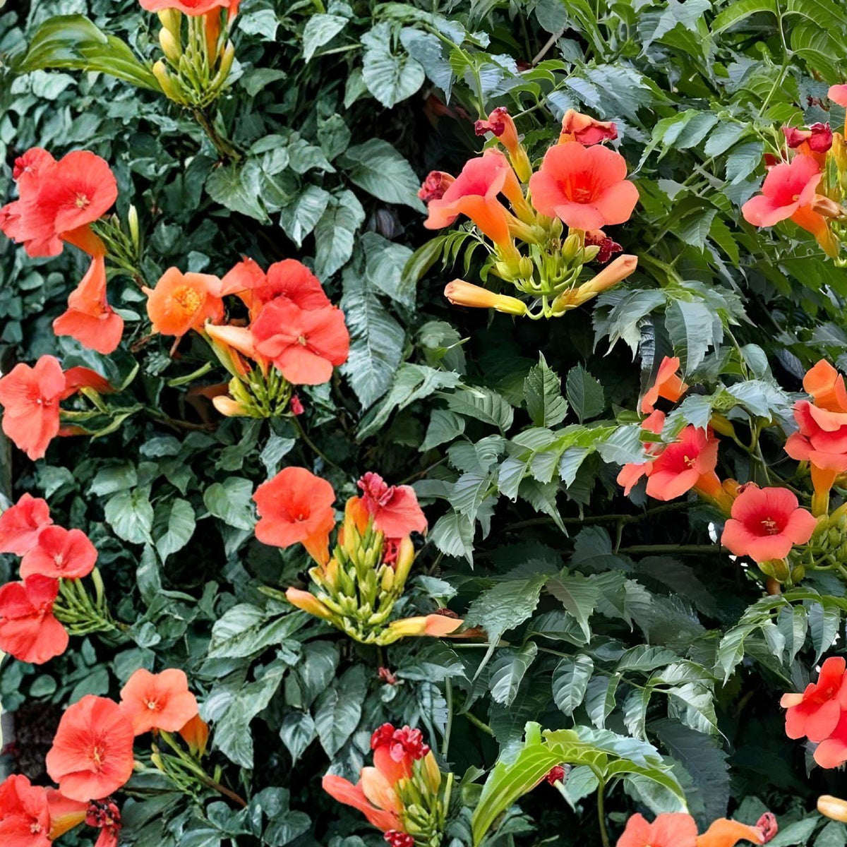 Trumpet Vine Live Plant – Bare Root Climbing Flowering Vine – Campsis radicans – Bright Orange-Red Blooms