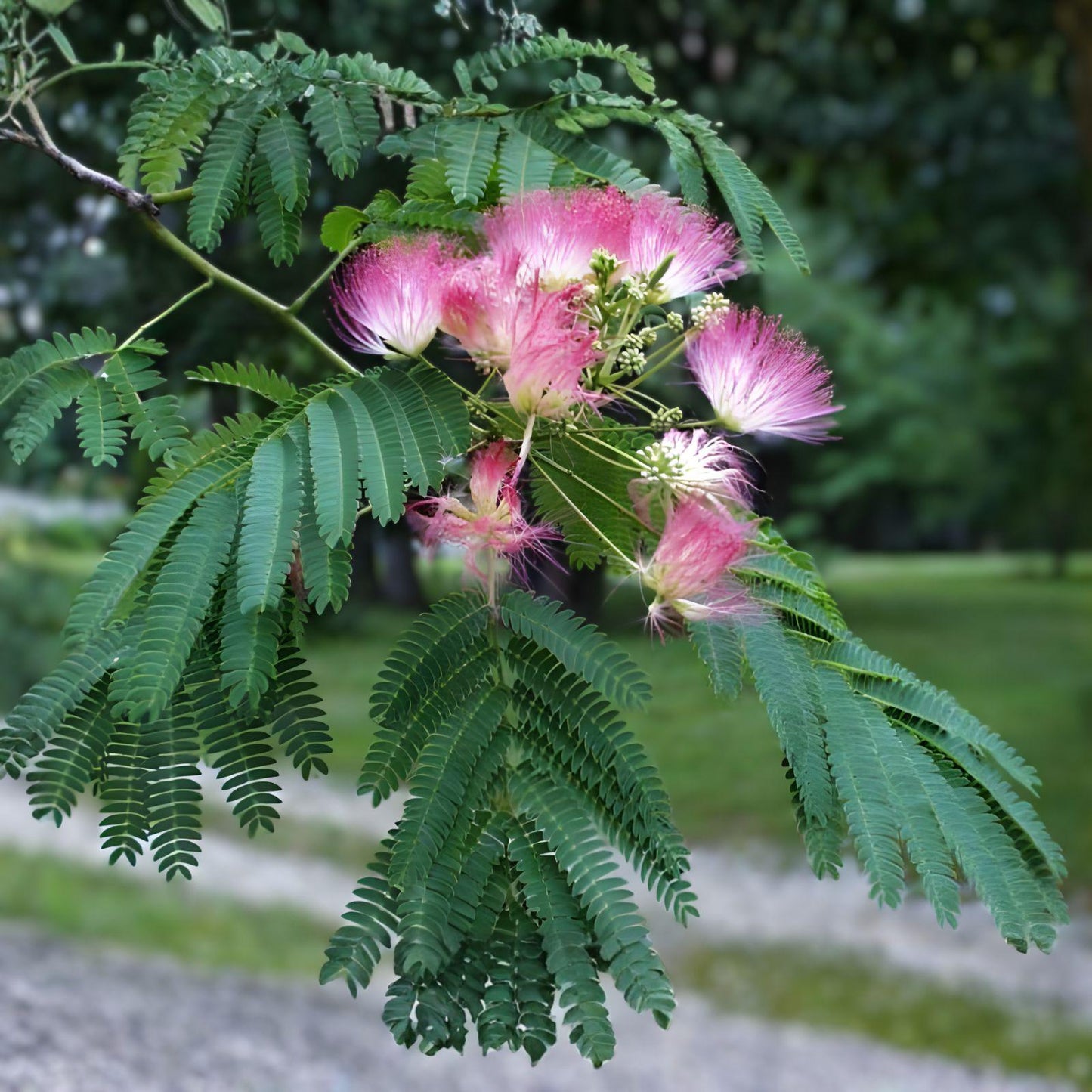 Pink Mimosa Tree Sapling – Albizia julibrissin, Silk Tree with Pink Flowers, Bare Root Flowering Shade Tree