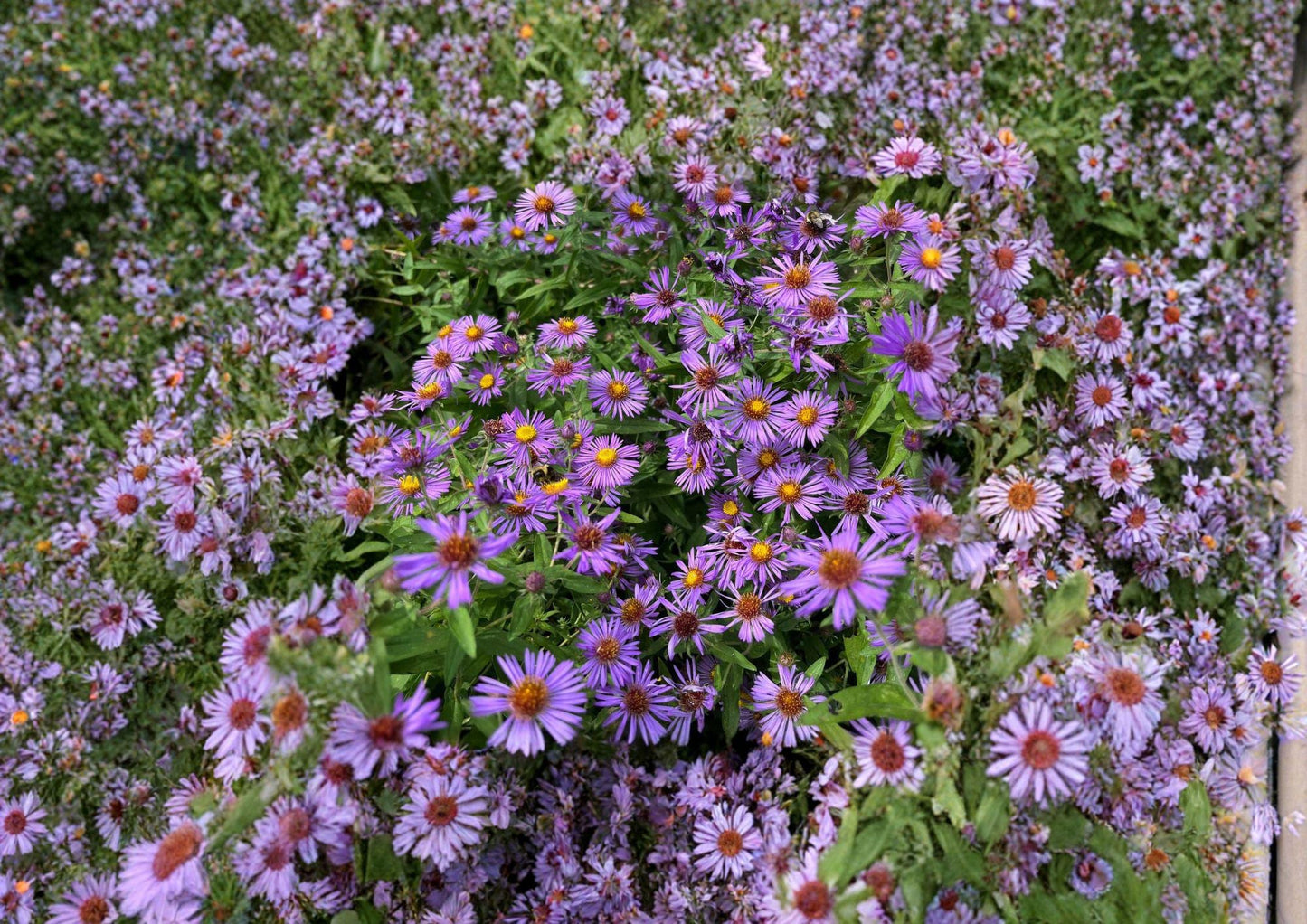500 New England Aster Seeds - Heirloom Perennial Wildflower for Pollinator Gardens, Purple Flowers, Aster novae-angliae