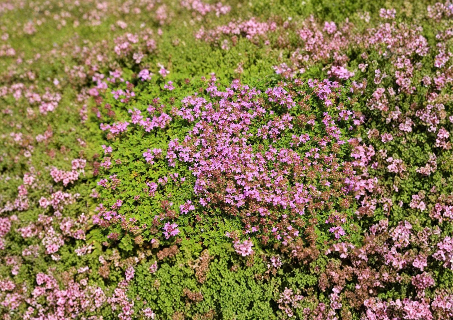 1000+ Creeping Thyme Seeds | Thymus serpyllum Perennial Groundcover | Purple Flower, Fragrant Herb, Lawn Alternative, Pollinator-Friendly
