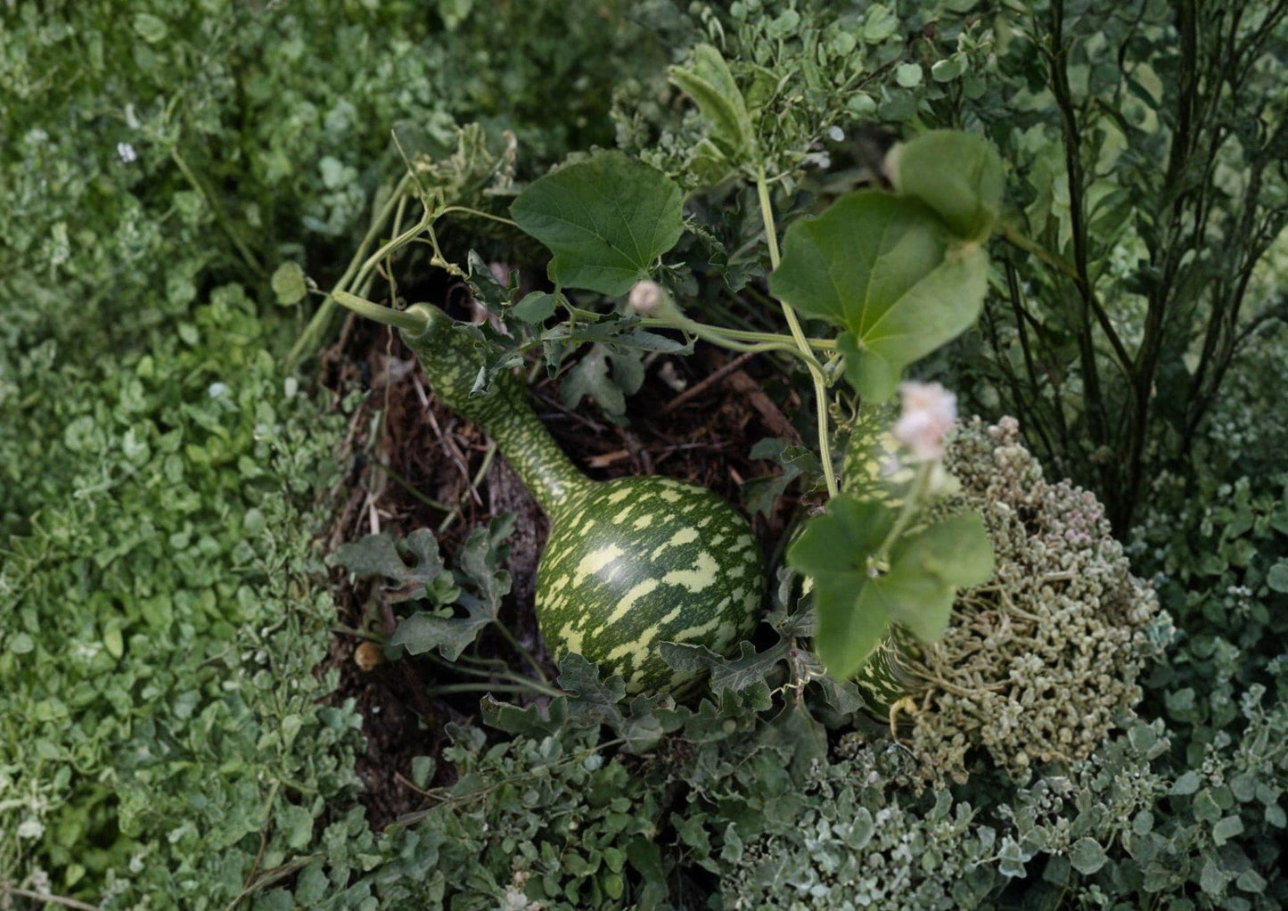 Speckled Swan Gourd Seeds - Heirloom Non-GMO Ornamental Climbing Vine for Garden Decor and Crafts
