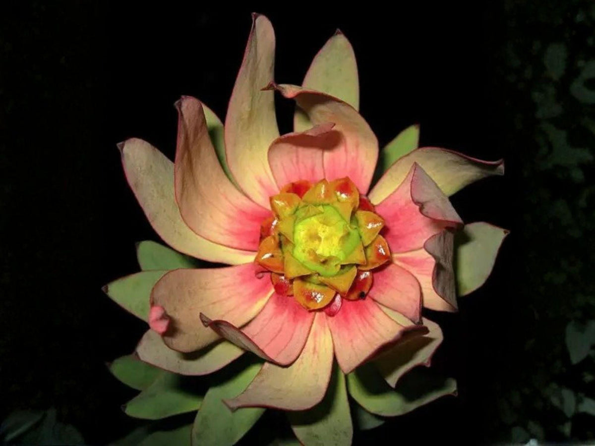 Leucadendron tinctum Seeds – Heirloom Non-GMO Ornamental Flower for Gardens, 5 Seeds
