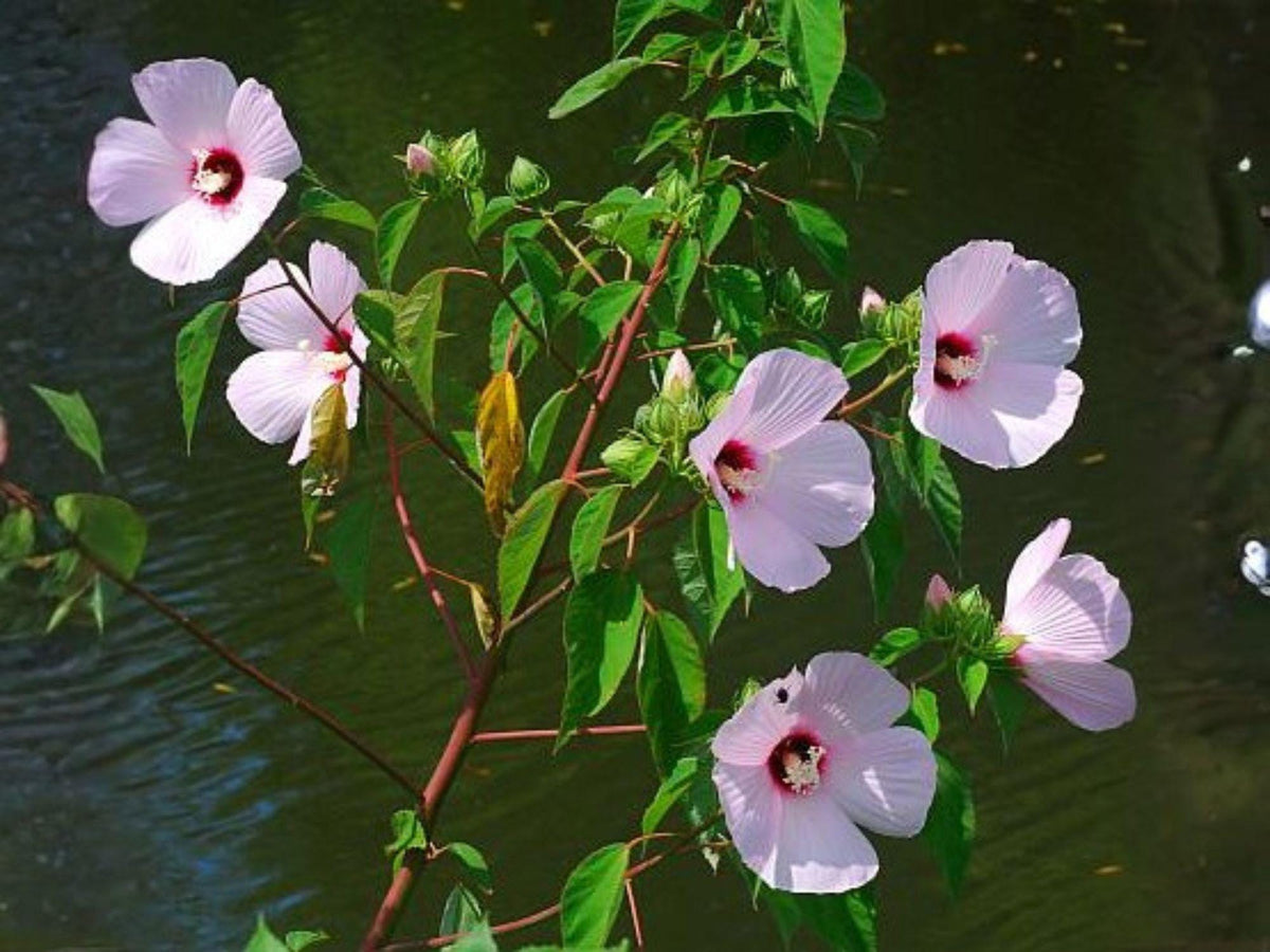 Hairy-Fruited Hibiscus Seeds, Wooly Rose Mallow Flower, Native Heirloom, Non-GMO Hibiscus lasiocarpos, Wildflower Garden Seeds