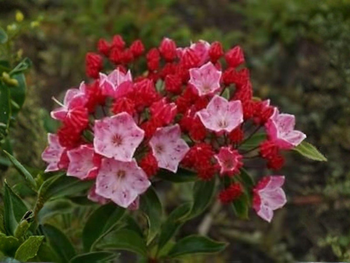 Mountain Laurel Seeds Kalmia latifolia Heirloom Native Shrub for Garden, Woodland, Landscape