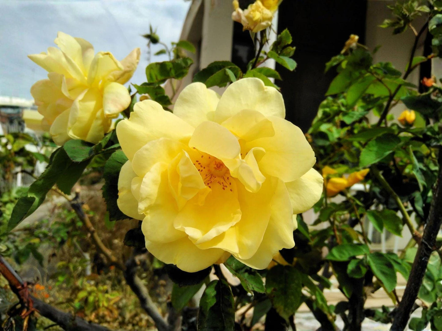Rosa xanthina Seeds - Manchu Yellow Heirloom Rose Garden Planting, Non-GMO, Open-Pollinated, Flower Seeds