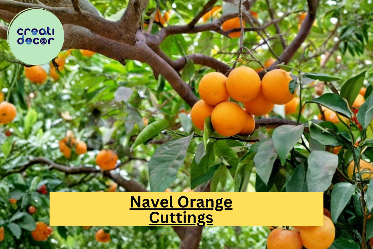 California Navel Orange Cuttings – Grafting & Rooting Propagation Wood, Citrus sinensis, 6–8 Inches