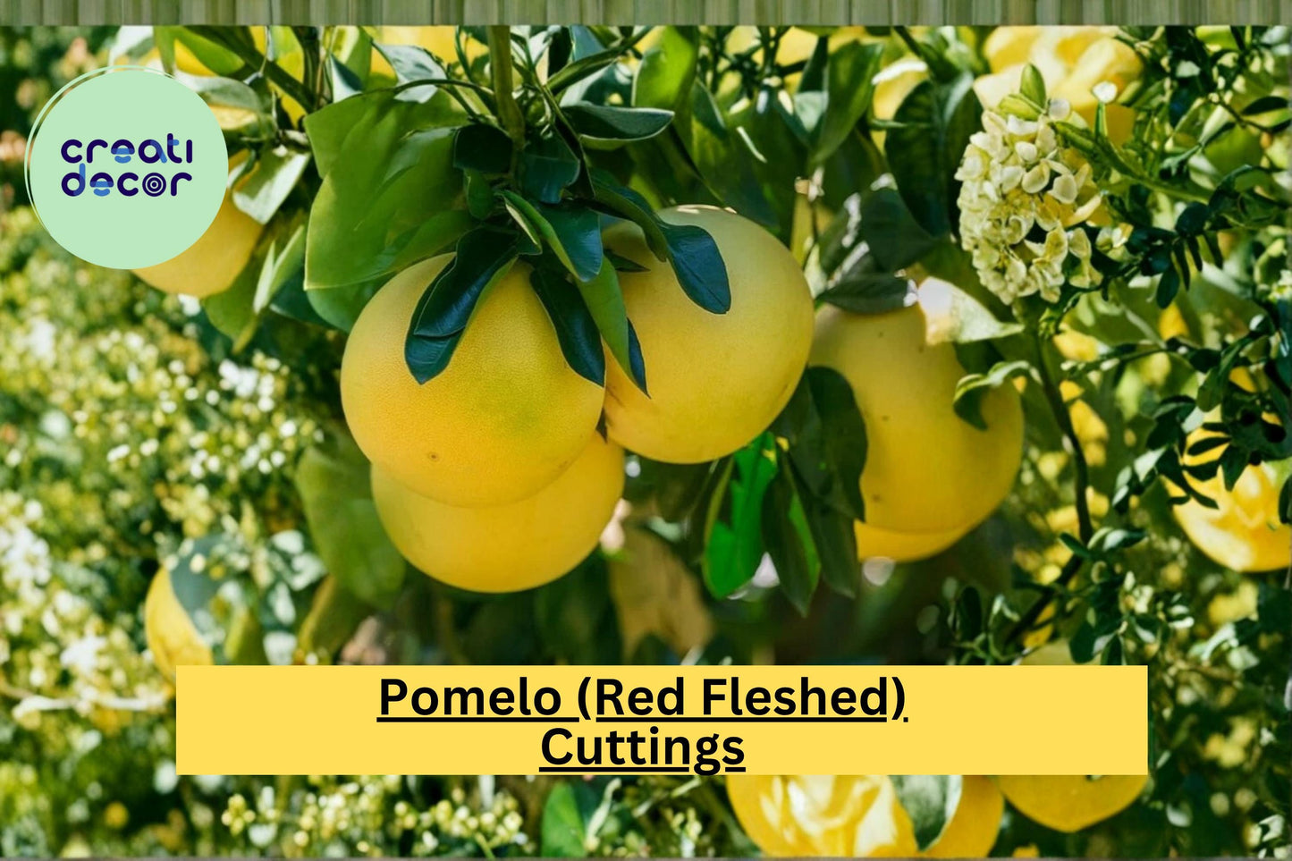 Red Fleshed Pomelo Cuttings – Citrus maxima Grafting Wood for Propagation, 6–8 Inches, Fruit Tree Scion