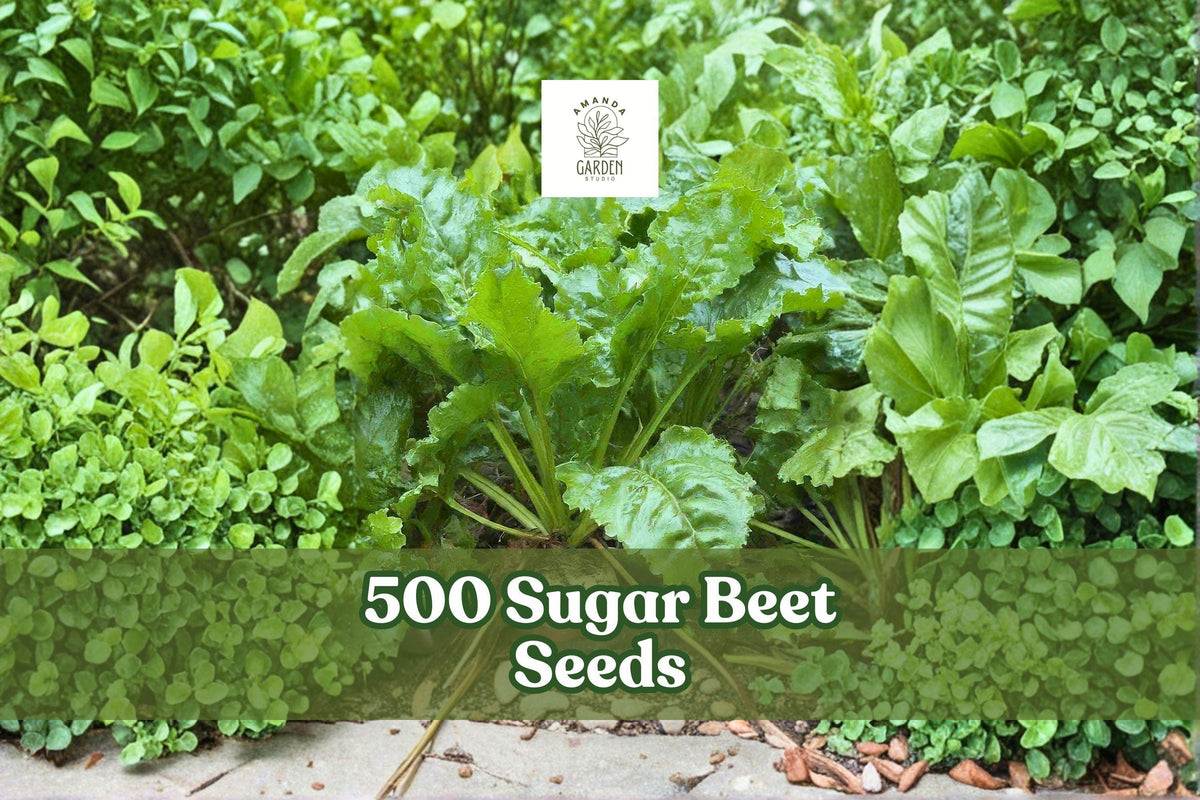 500 Sugar Beet Seeds Beta vulgaris Root Crop for Garden, Open Planting, Full Sun, Easy to Grow