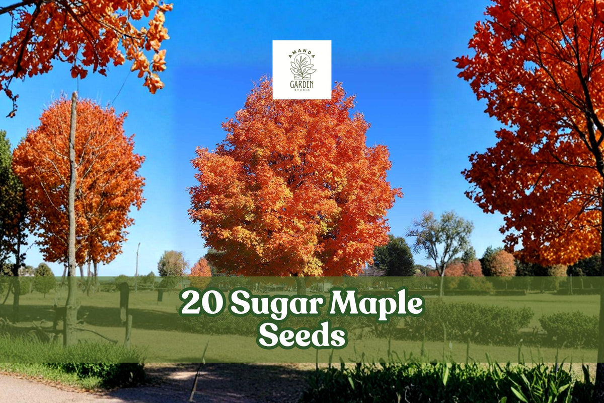 20+ Sugar Maple Seeds Acer saccharum for Bonsai & Landscape | Deciduous Tree with Yellow Fall Foliage