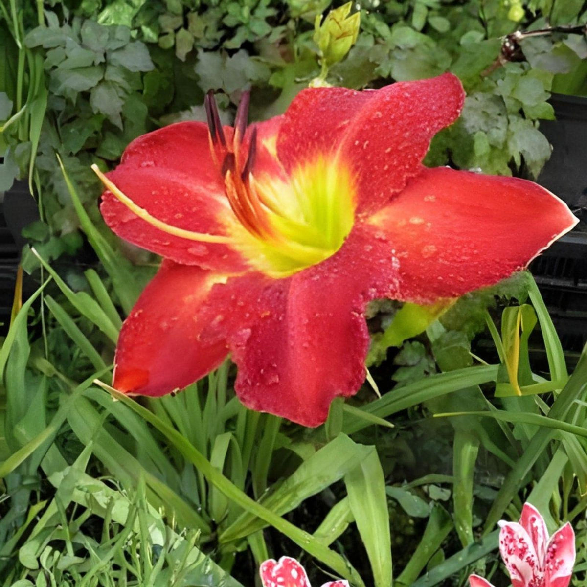 Passion for Red Daylily Bare Root Plant | Hemerocallis | Vibrant Red Blooms | Summer Perennial for Garden Beds