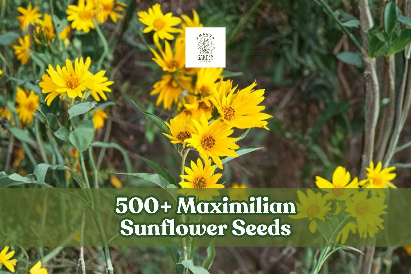 500+ Maximilian Sunflower Seeds – Wild Perennial Helianthus maximiliani for Bright Yellow Blooms, Garden Borders & Natural Landscapes