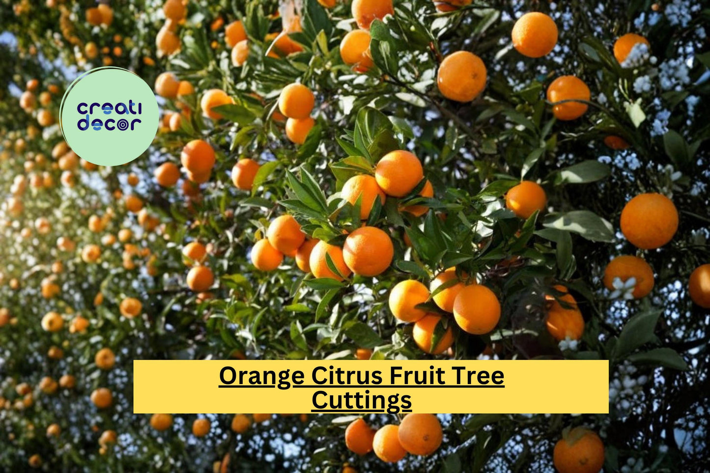 Orange Tree Scion Cuttings – Grafting & Rooting Propagation Wood, Citrus spp., 5 Fresh Cuttings