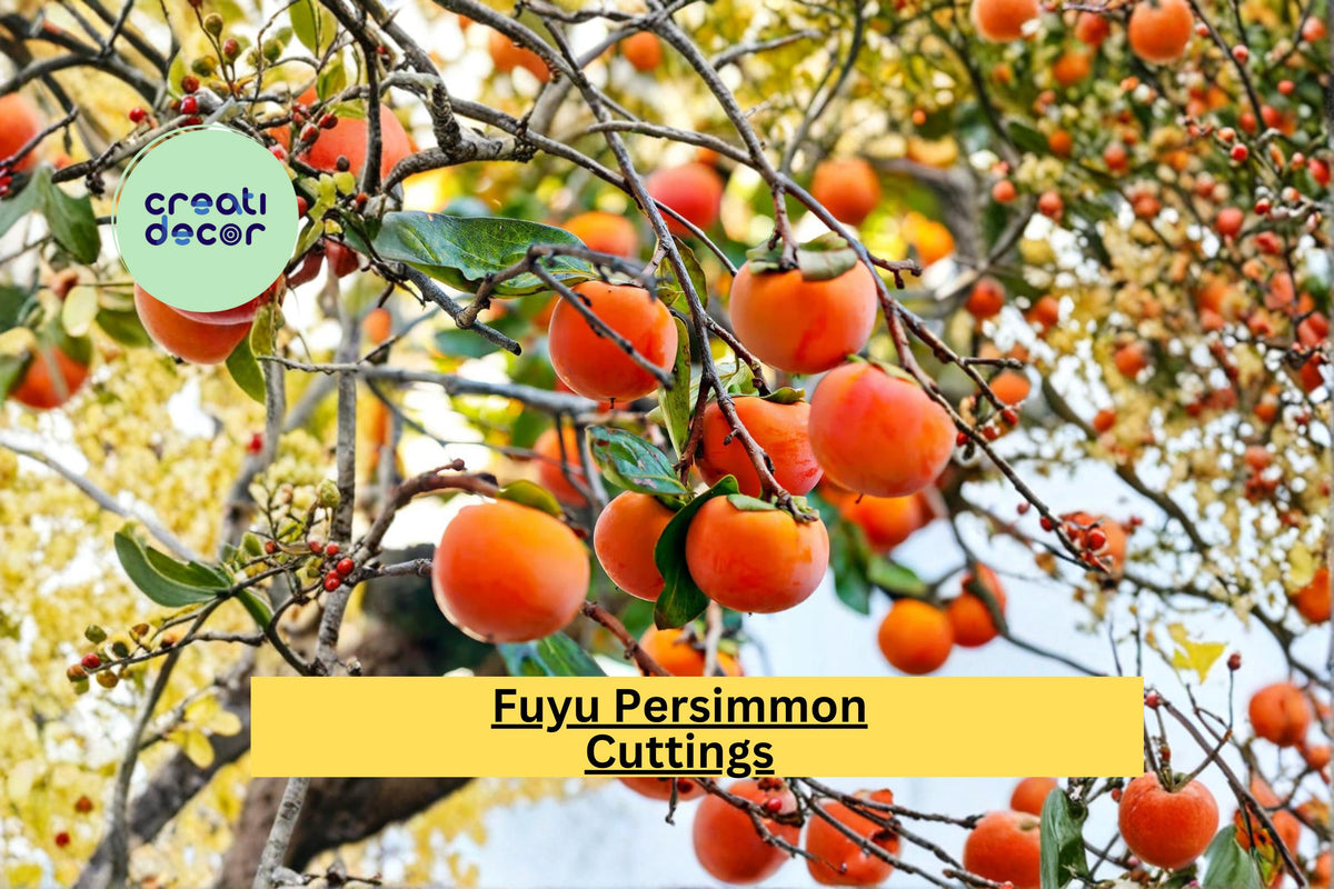 Japanese Fuyu Persimmon Scion Cuttings – Grafting Fruit Tree Propagation – Diospyros kaki