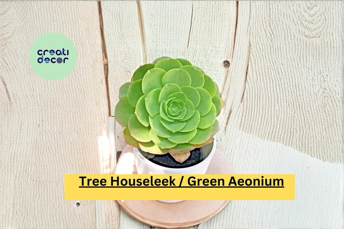 Aeonium Arboreum Succulent Live Plant – Green Rosette, Tree Houseleek, 11 Inch Tall, Easy-Care Indoor Outdoor Plant