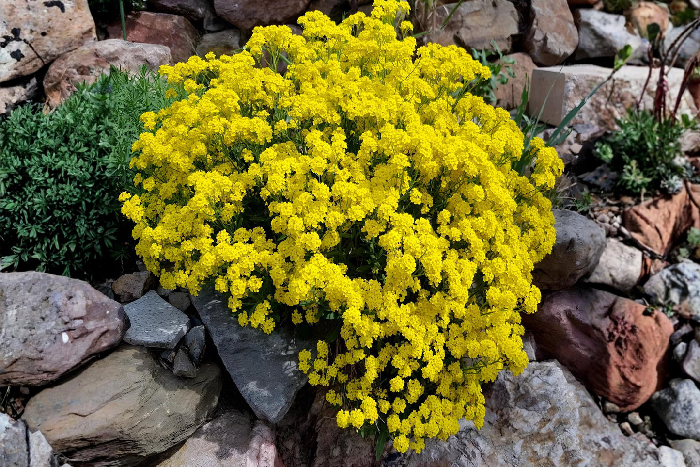 Basket of Gold Seeds (Alyssum saxatile) - Bright Yellow Perennial for Borders, Rock Gardens & Ground Cover