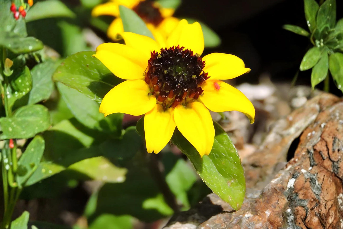 Creeping Zinnia Seeds 100 Pack | Ground Cover, Drought Tolerant, Bright Yellow Daisy-Like Blooms | Sanvitalia procumbens