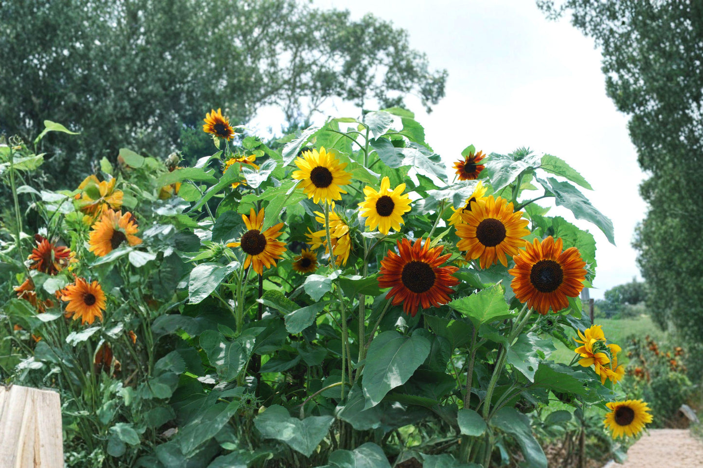 Organic Autumn Beauty Sunflower Seeds – Multicolor Heirloom Flowers for Pollinator Garden, Attracting Bees & Butterflies