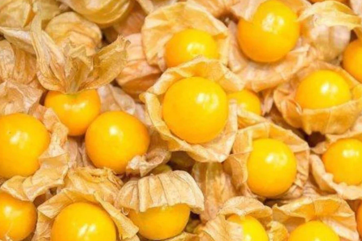 Cape Gooseberry Seeds | Heirloom Ground Cherry | Physalis Peruviana Exotic Berry Planting | Tropical Fruit Seeds