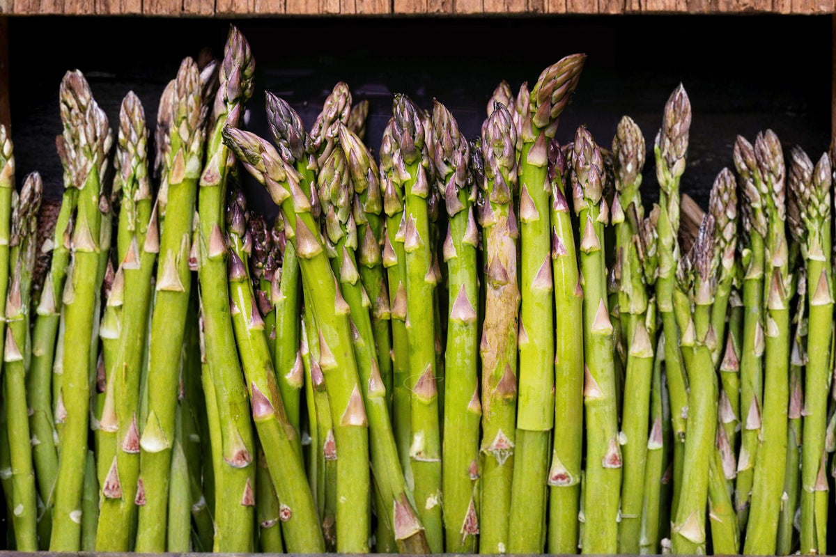 Heirloom Organic Asparagus Seeds – UC72 Mary’s Granddaughter Perennial Vegetable Garden Planting