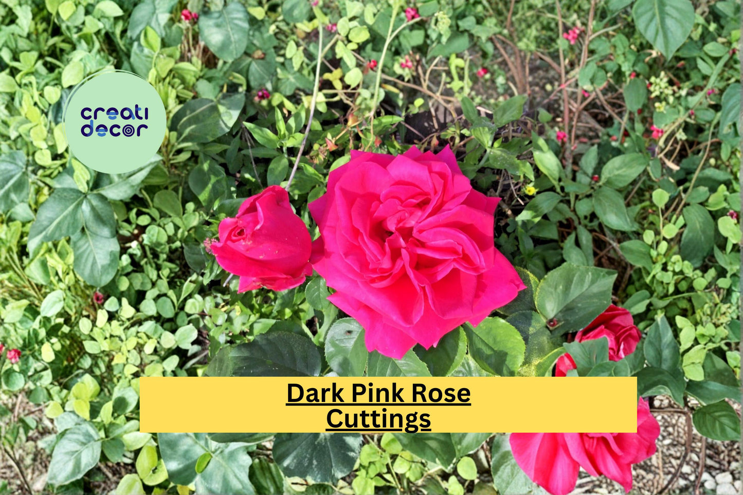Dark Pink Rose Cuttings for Propagation, Rosa hybrid Flowering Shrub, Garden Planting, Rooting Stem Clippings