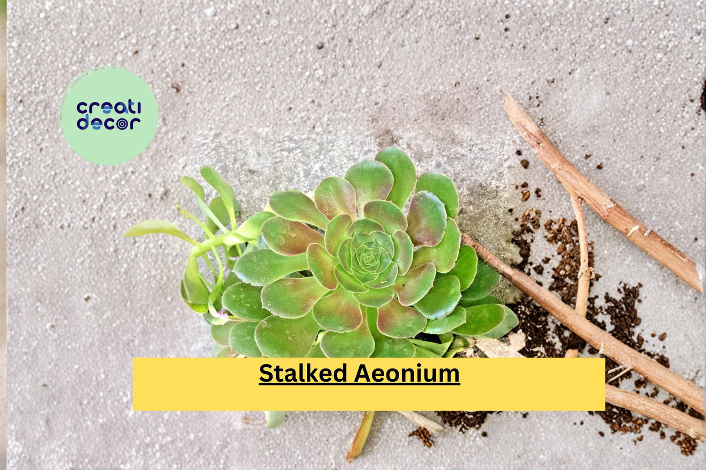 Rooted Aeonium Undulatum Succulent – Stalked Rosette Live Plant, 12–14 Inches Tall, Green, Easy-Care Drought Tolerant Plant