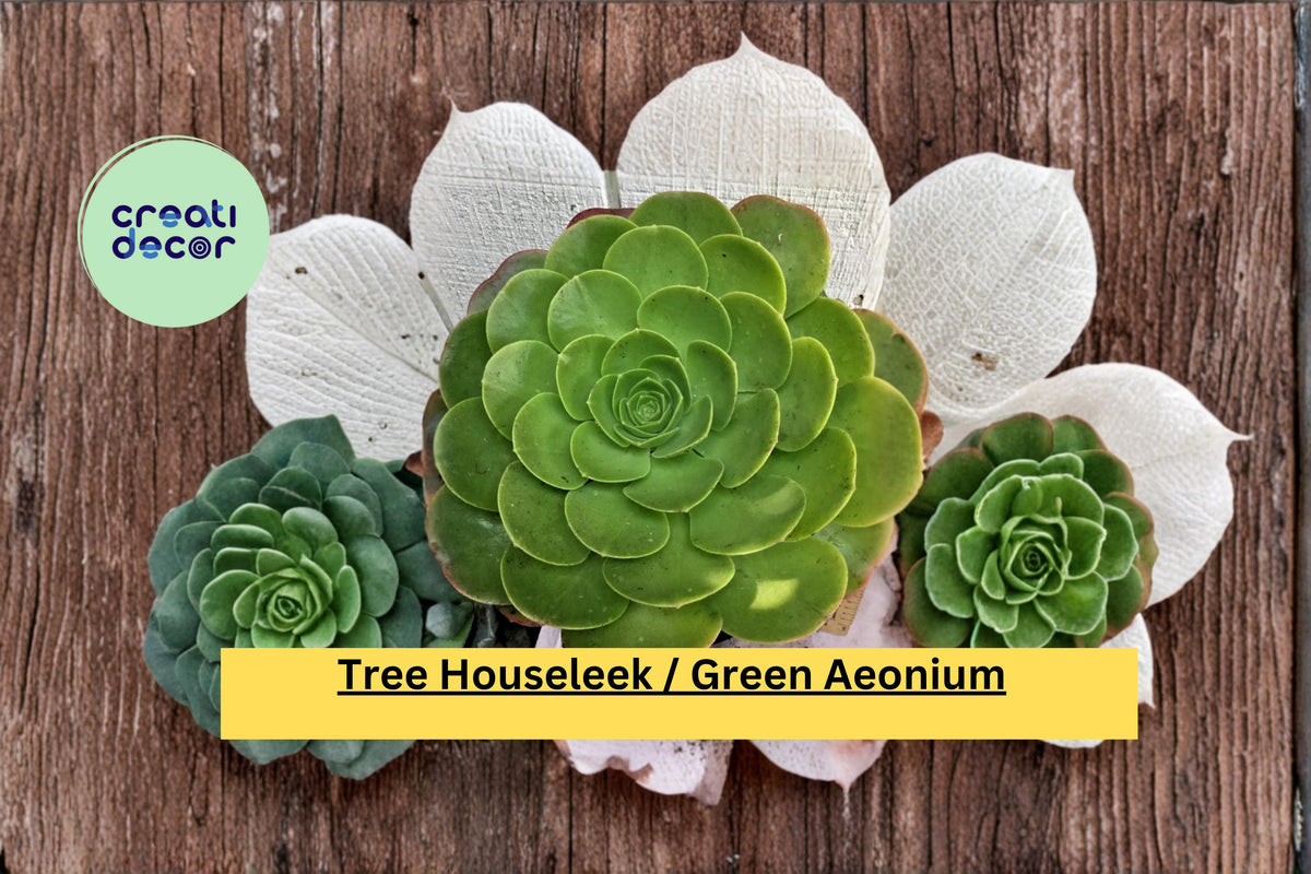 Large Green Aeonium Succulent Plant | Rooted Rosette Specimen | Aeonium arboreum | Indoor & Outdoor Container Plant