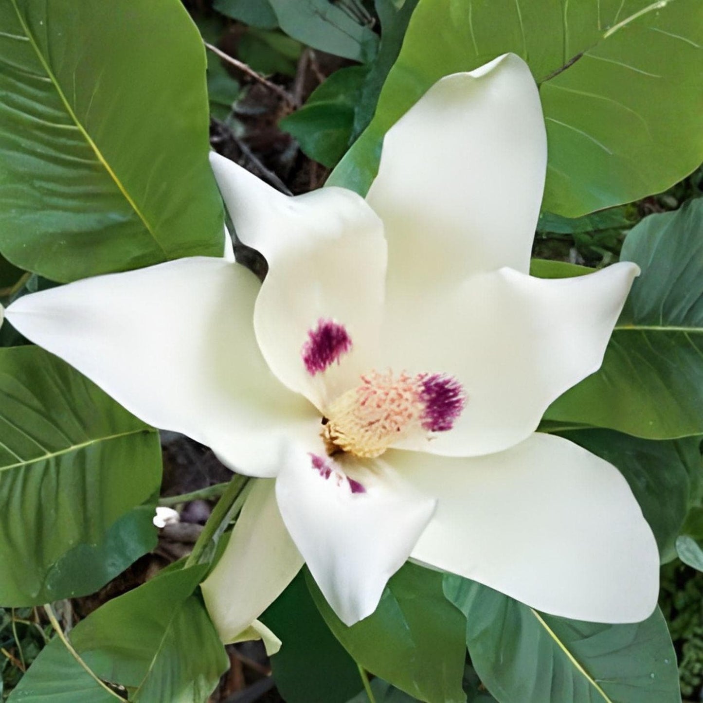 Big Leaf Magnolia Sapling | 6+ Inch Bare Root Magnolia macrophylla with Large White Flowers & Foliage