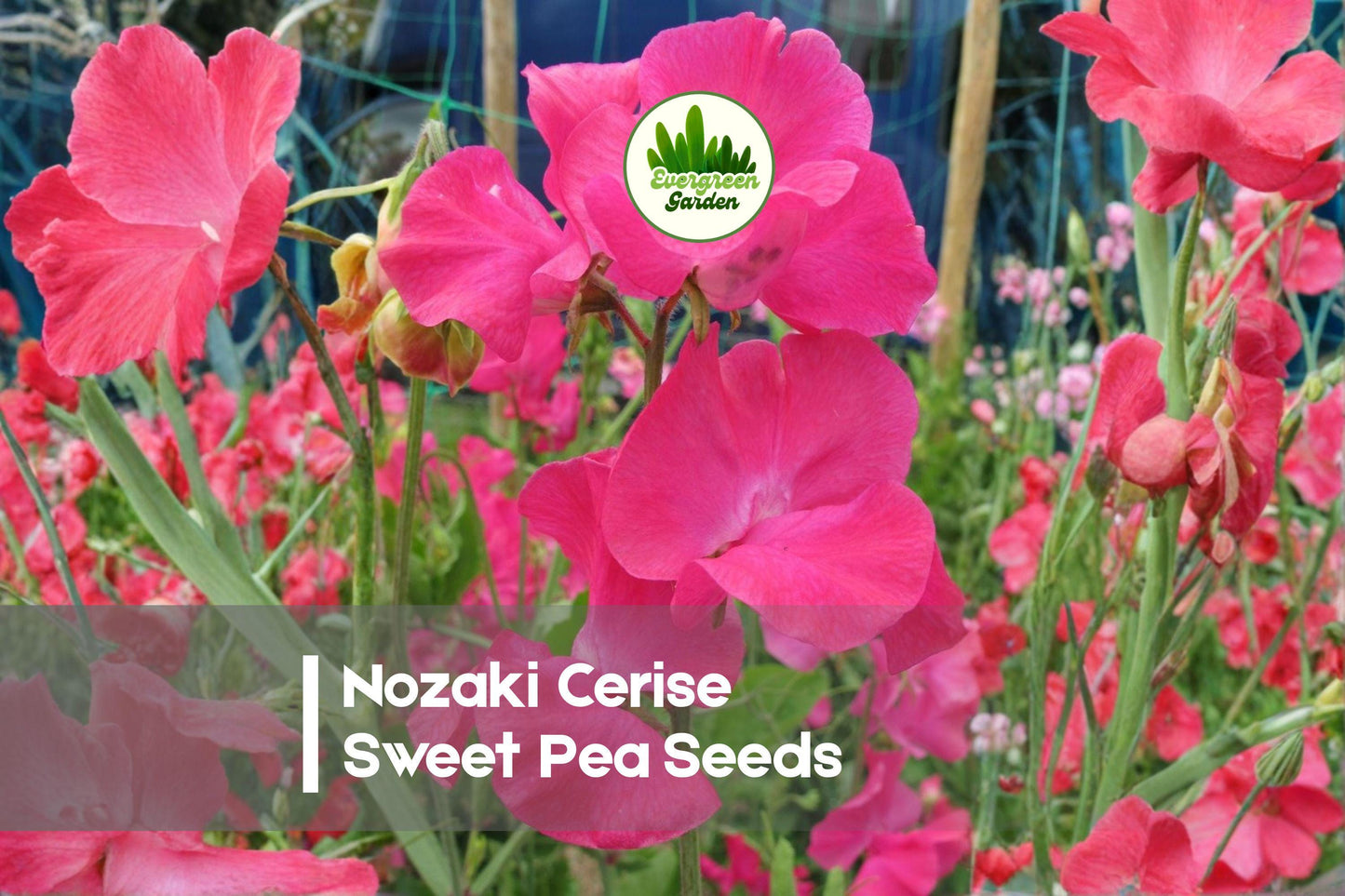 Nozaki Cerise Sweet Pea Seeds – Fragrant Climbing Flower, Cerise Pink, Lathyrus odoratus, 50 Seeds