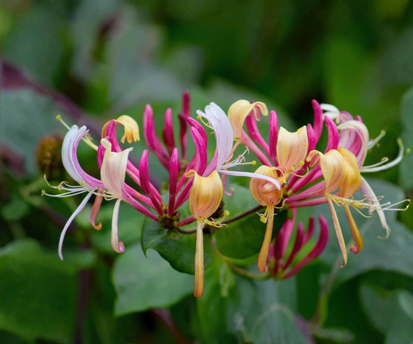 Peaches & Cream Honeysuckle Vine - Live Climbing Plant with Fragrant Multi-Colored Blooms - Lonicera periclymenum Starter for Garden Trellises