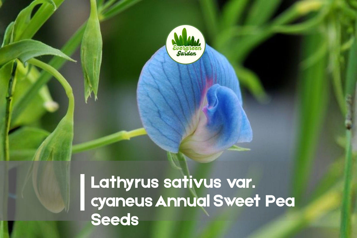 Blue Annual Sweet Pea Seeds | Lathyrus sativus var. cyaneus | Vivid Azure-Blue Flowers for Trellises & Cottage Gardens