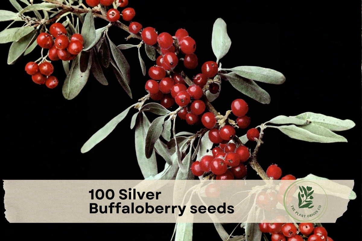 100 Silver Buffaloberry Seeds Shepherdia argentea Native Deciduous Shrub for Wildlife Gardens