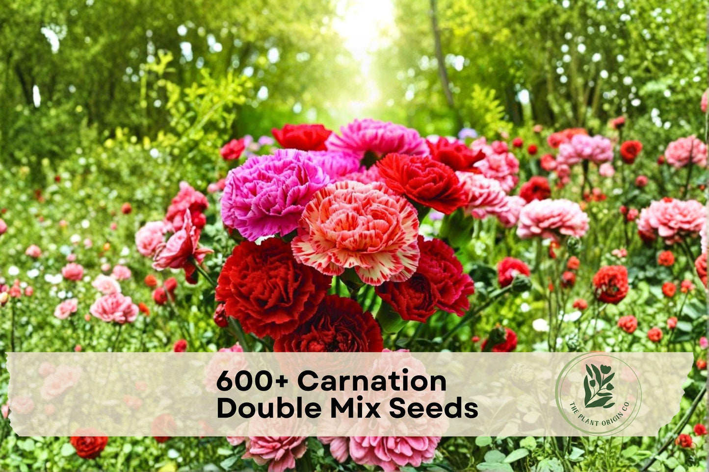 600+ Carnation Double Mix Seeds - Vibrant Dianthus Flower Seeds for Garden Beds, Borders & Containers
