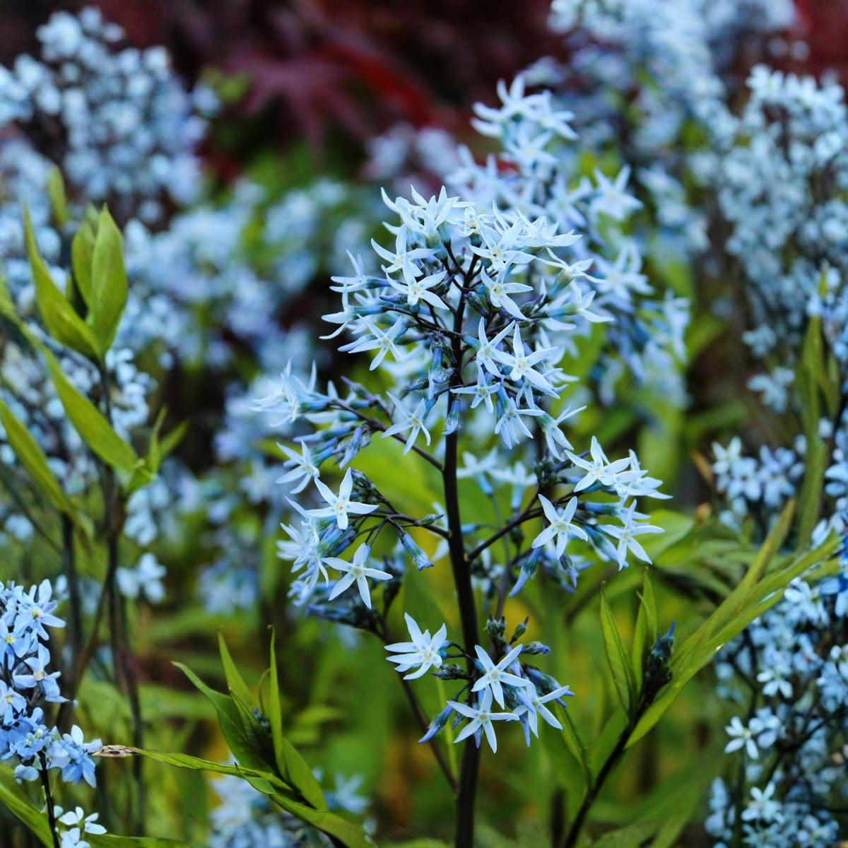 Ozark Bluestar Seeds, 10 Native Perennial Blue Star Flowers, Amsonia illustris, Pollinator Garden, 2–3 ft Tall