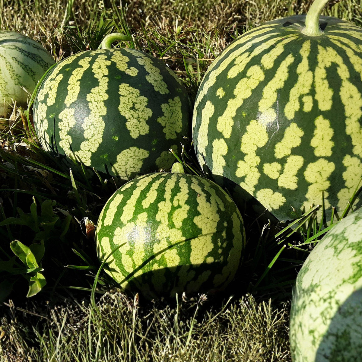 Florida Giant Watermelon Seeds – Large Sweet Melons, Citrullus lanatus, 50 Seeds