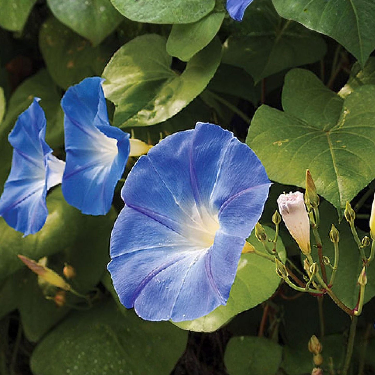 Dwarf Morning Glory Seeds Hummingbird Mix for Containers, 30 Seeds, Ipomoea spp., Multi-Color, Compact Annual Flower