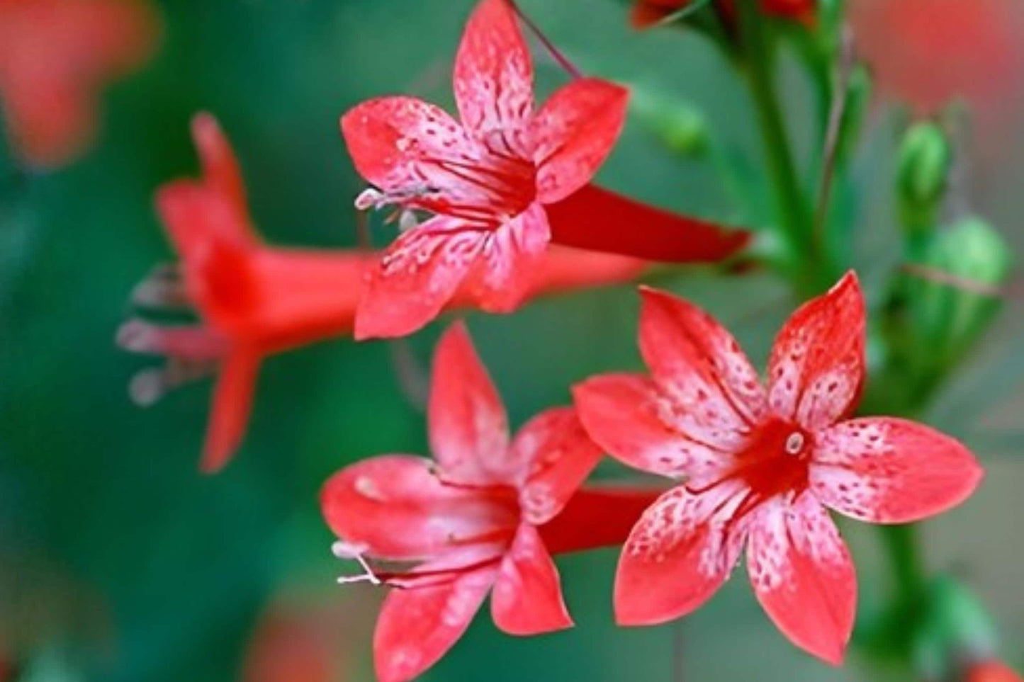 Standing Cypress Seeds - Red Flower Wildflower for Gardens, Borders & Prairie - Ipomopsis rubra