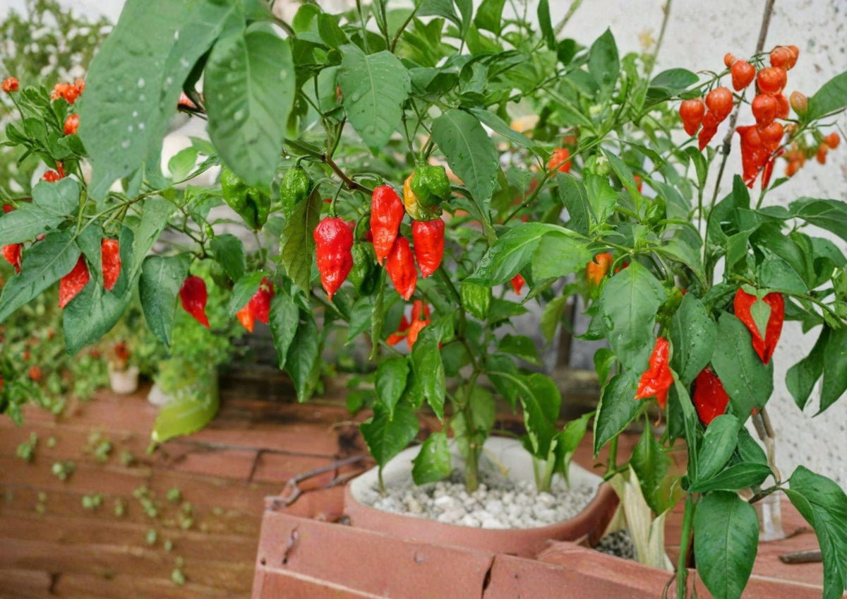 25+ Ghost Pepper Seeds, Bhut Jolokia, Non-GMO Heirloom, Extremely Hot Chili, Super Hot Pepper, Spicy Garden Seeds