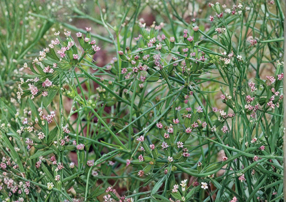 Cumin Seeds 100+ Heirloom Non-GMO Culinary Spice Herb Seeds for Garden, Cuminum cyminum