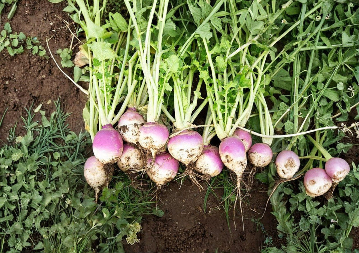 Purple Top White Globe Turnip Seeds, Heirloom Brassica Rapa, Non-GMO, Cool Season Root Vegetable, Fast Growing Garden Plant
